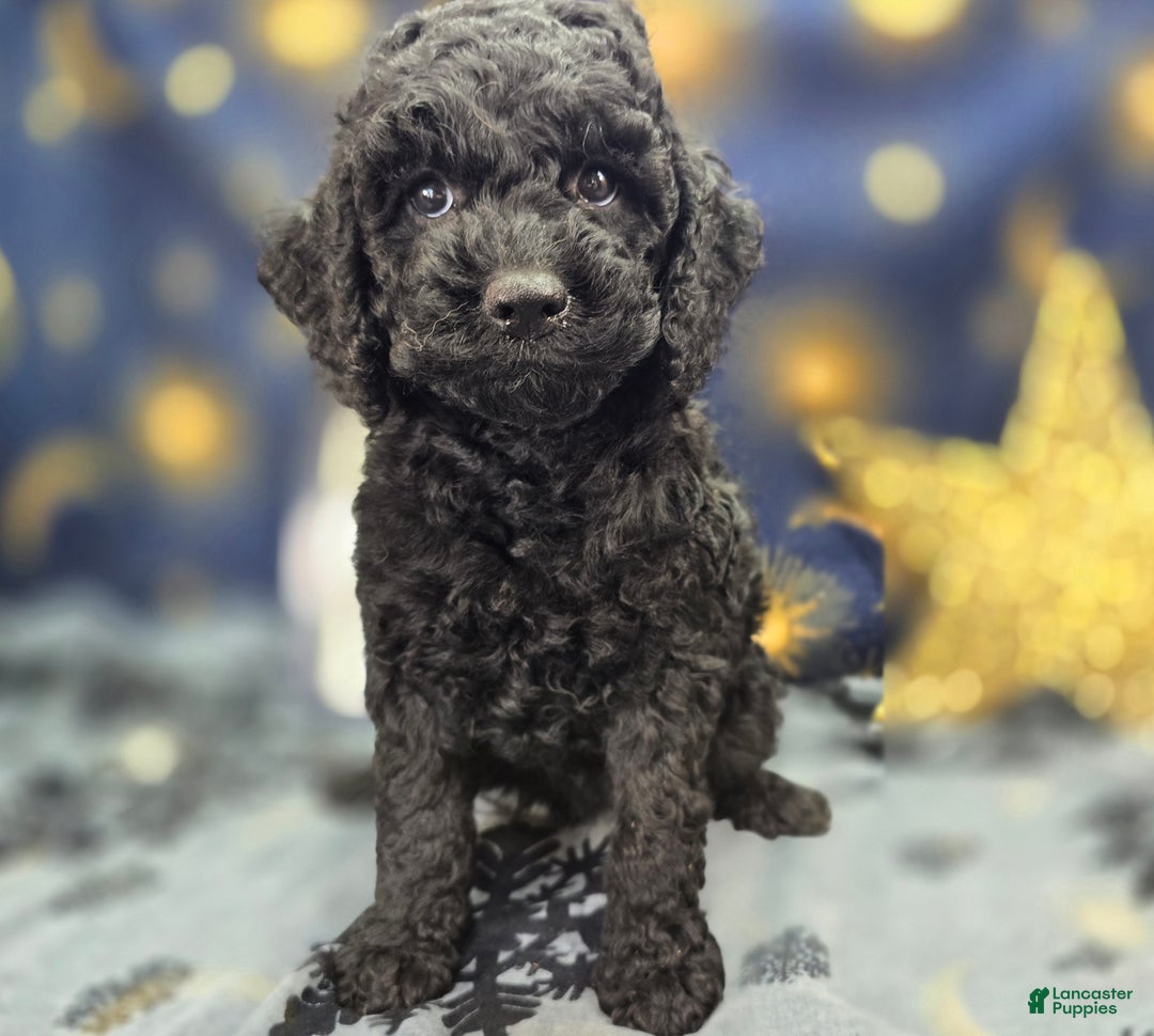 Cockapoo dogs for sale: Foggy - Ad 11