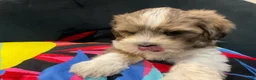 Mixed Breed dogs for sale: LeeLee - Ad 18