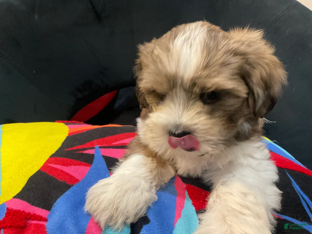 Mixed Breed dogs for sale: LeeLee - Ad 18