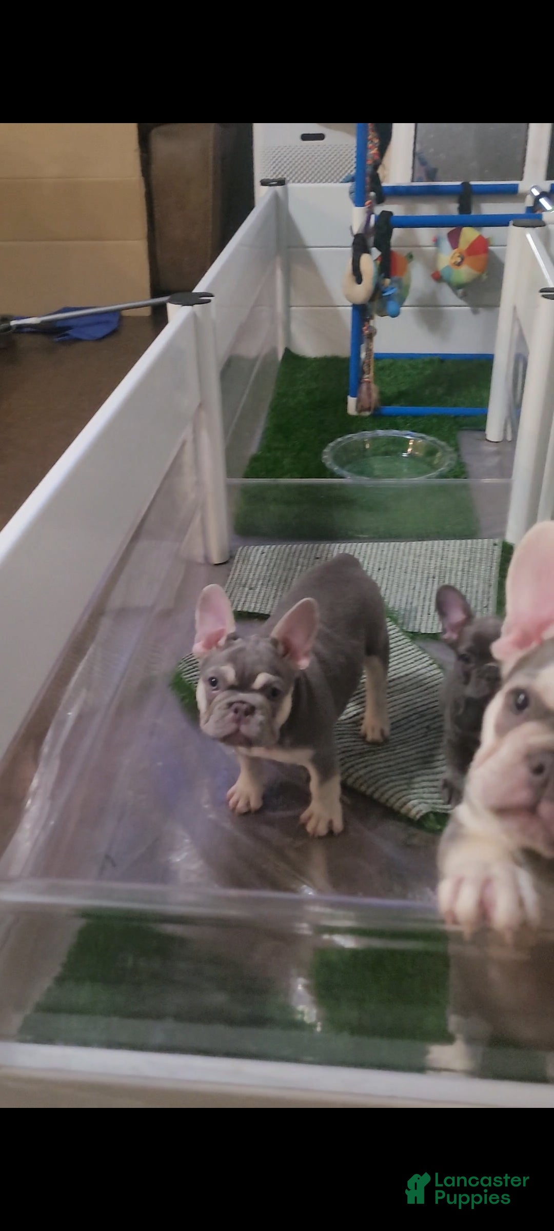 French Bulldog dogs Red Vuitton - Ad 14