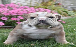 Mixed Breed dogs for sale: Maxie - Image 5