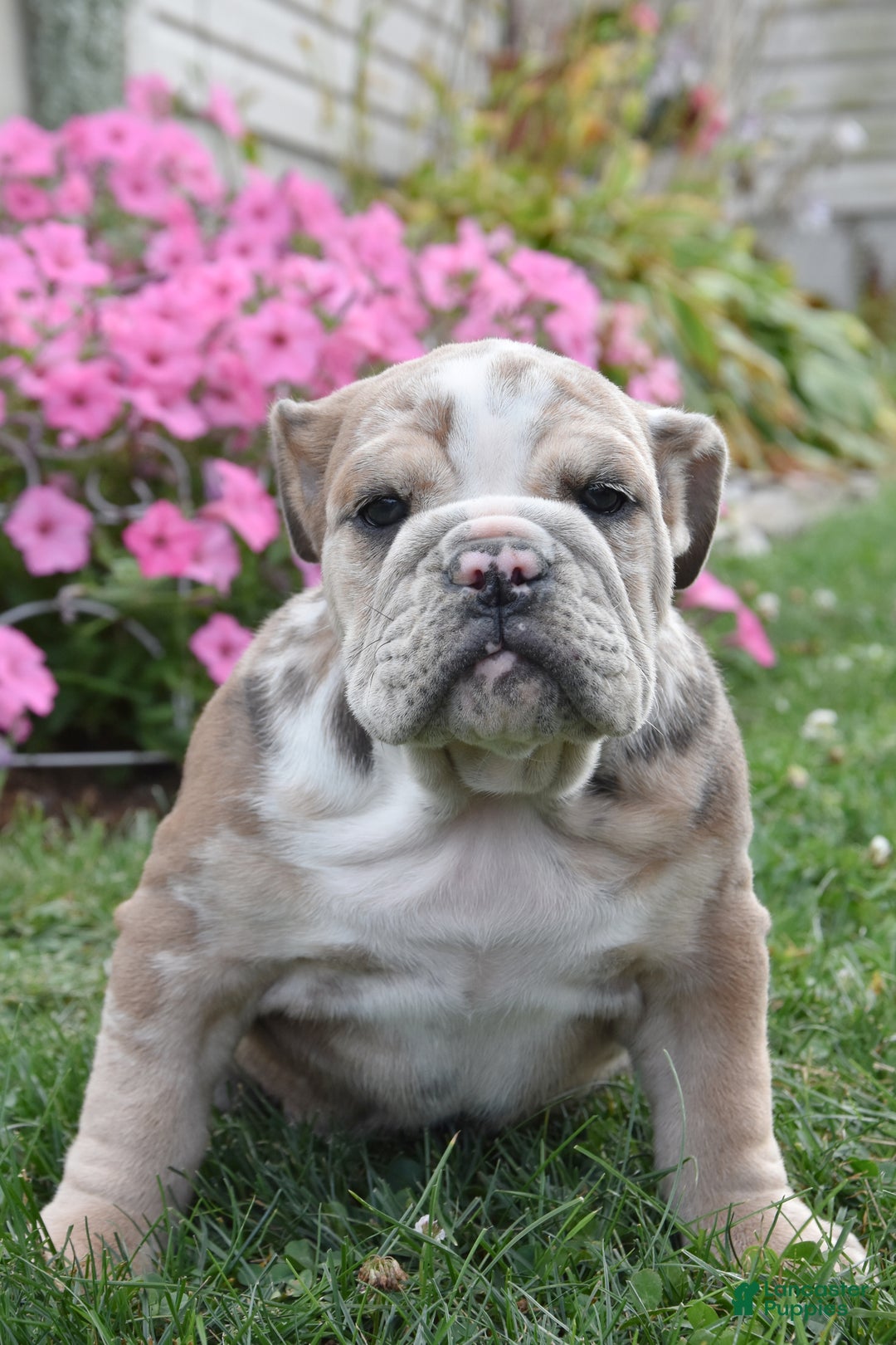 Mixed Breed dogs for sale: Maxie - Ad 5