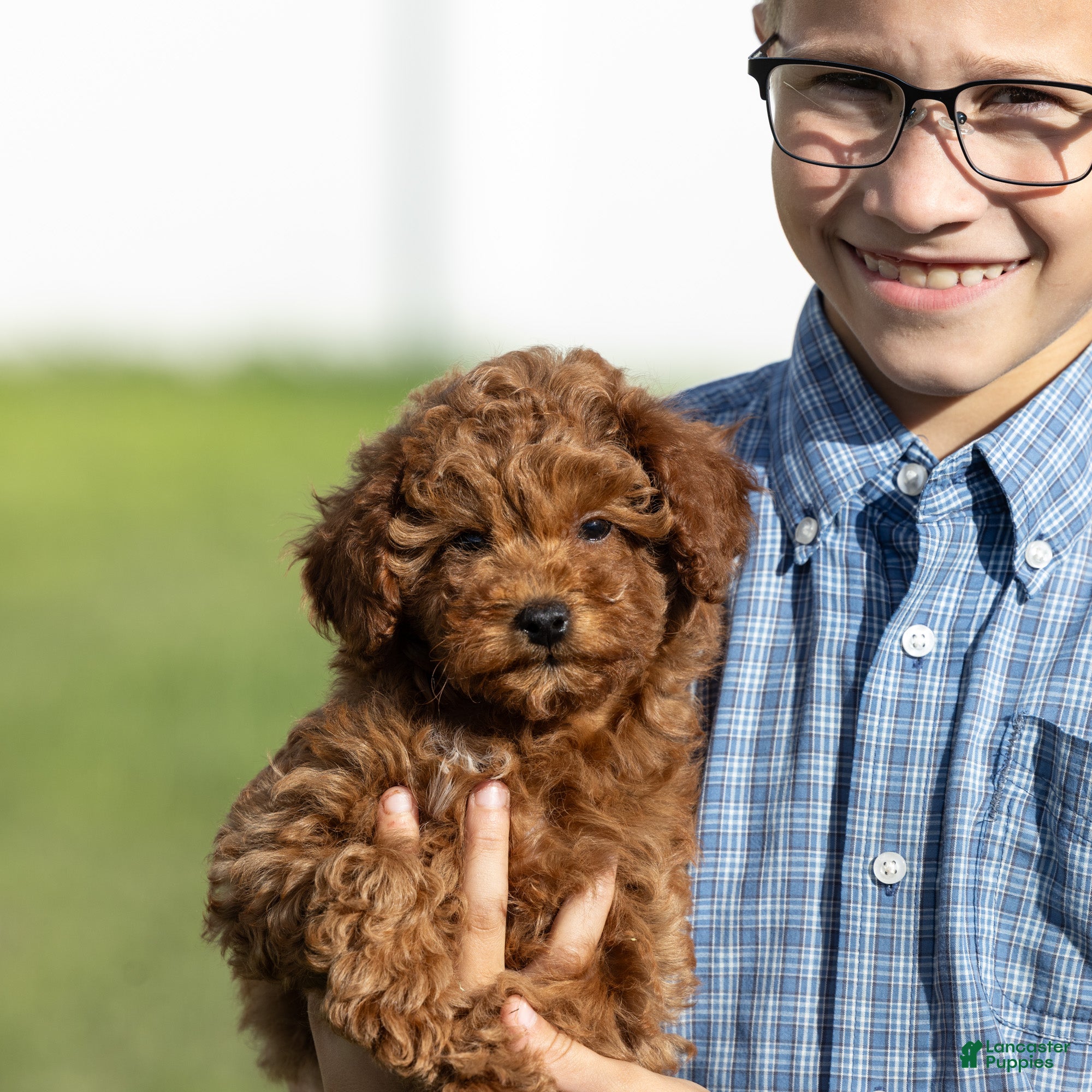 Miniature Poodle dogs Euphoria  - Ad 1