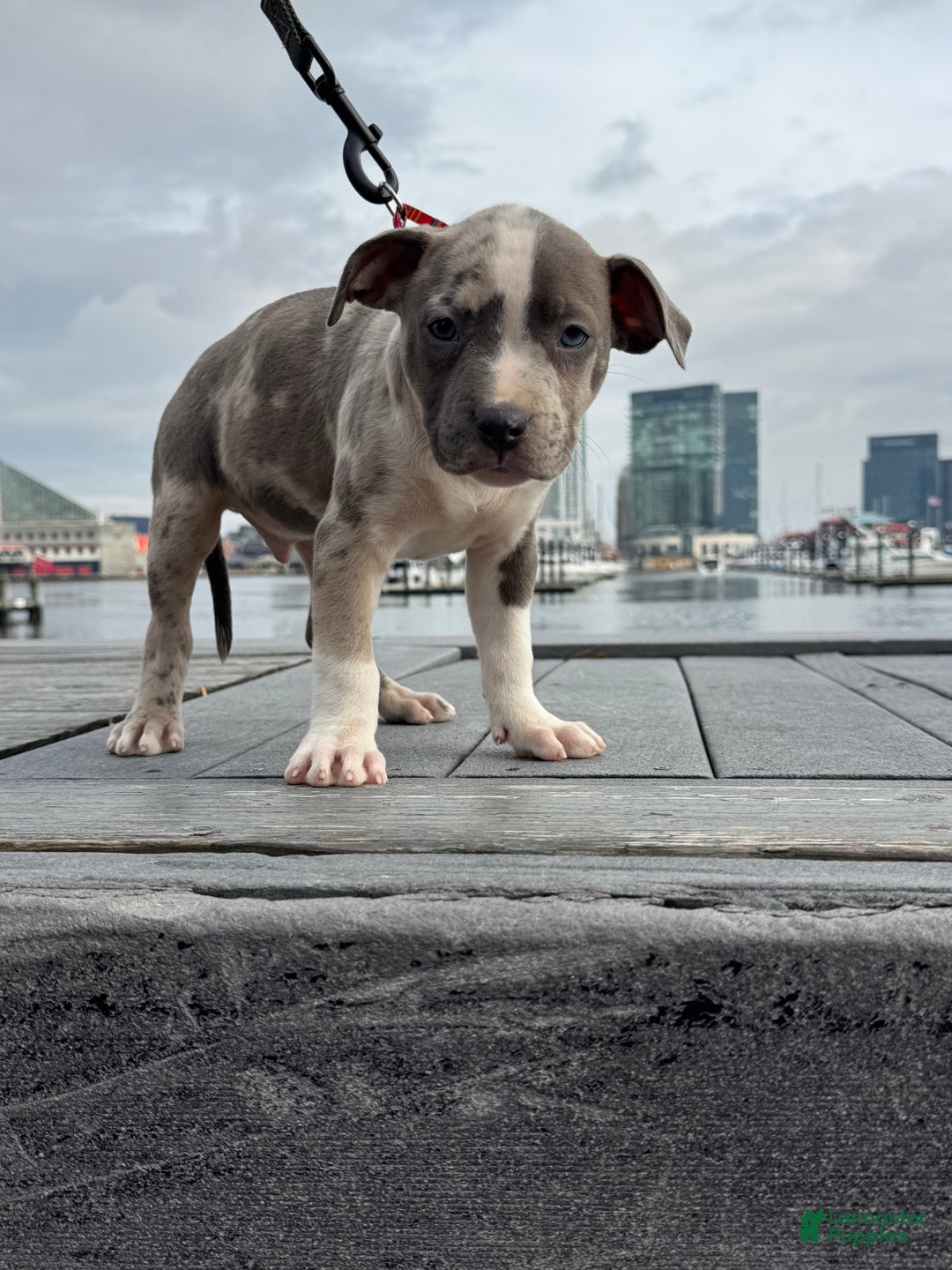 American Bully dogs for sale: Greyjoy  - Ad 7