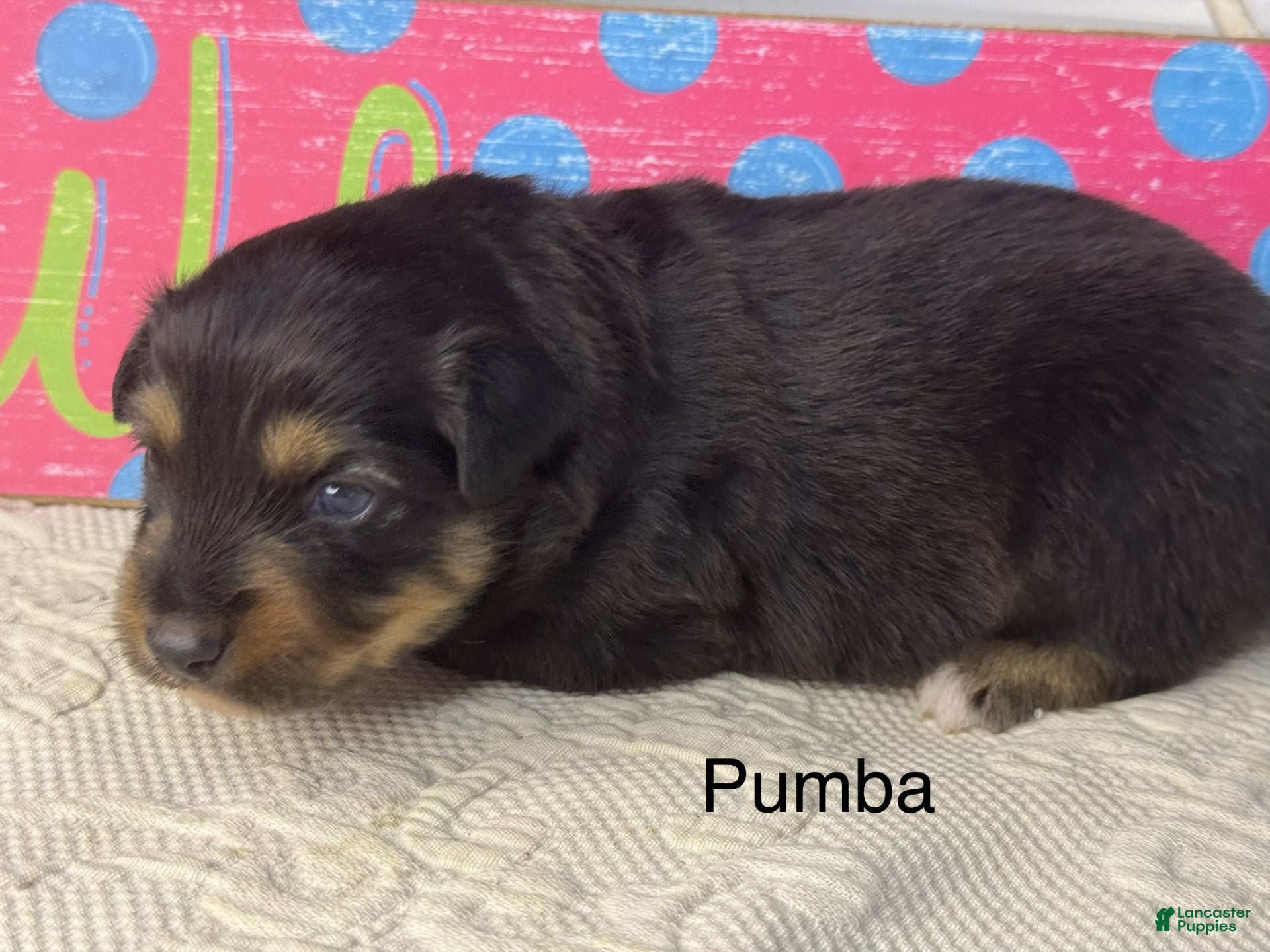 Miniature Australian Shepherd dogs Pumba - Ad 1