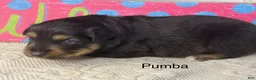 Miniature Australian Shepherd dogs for sale: Pumba - Ad 1