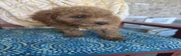 Miniature Labradoodle dogs for sale: Cora - Ad 4