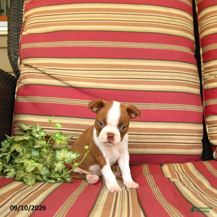Boston Terrier dogs Ruth - Ad 1