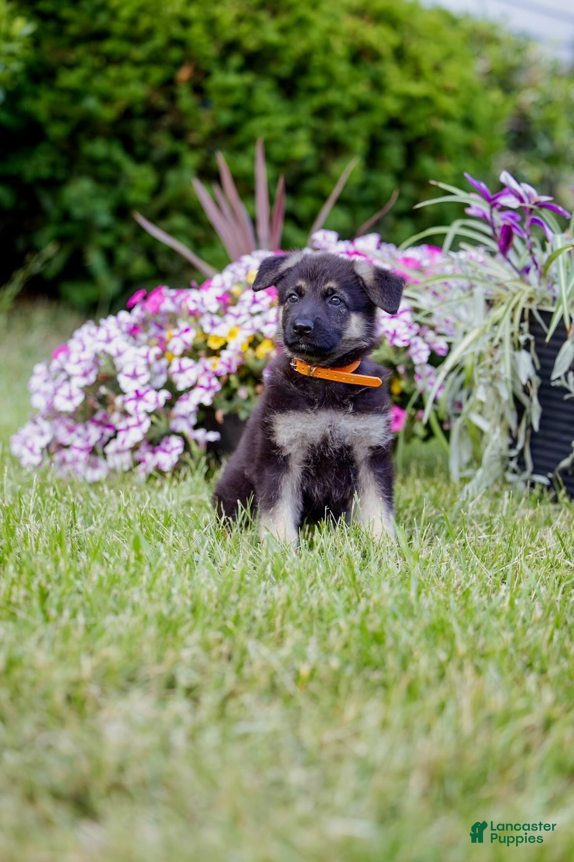German Shepherd dogs for sale: Amber - Ad 1