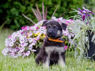 German Shepherd dogs for sale: Amber - Ad 1