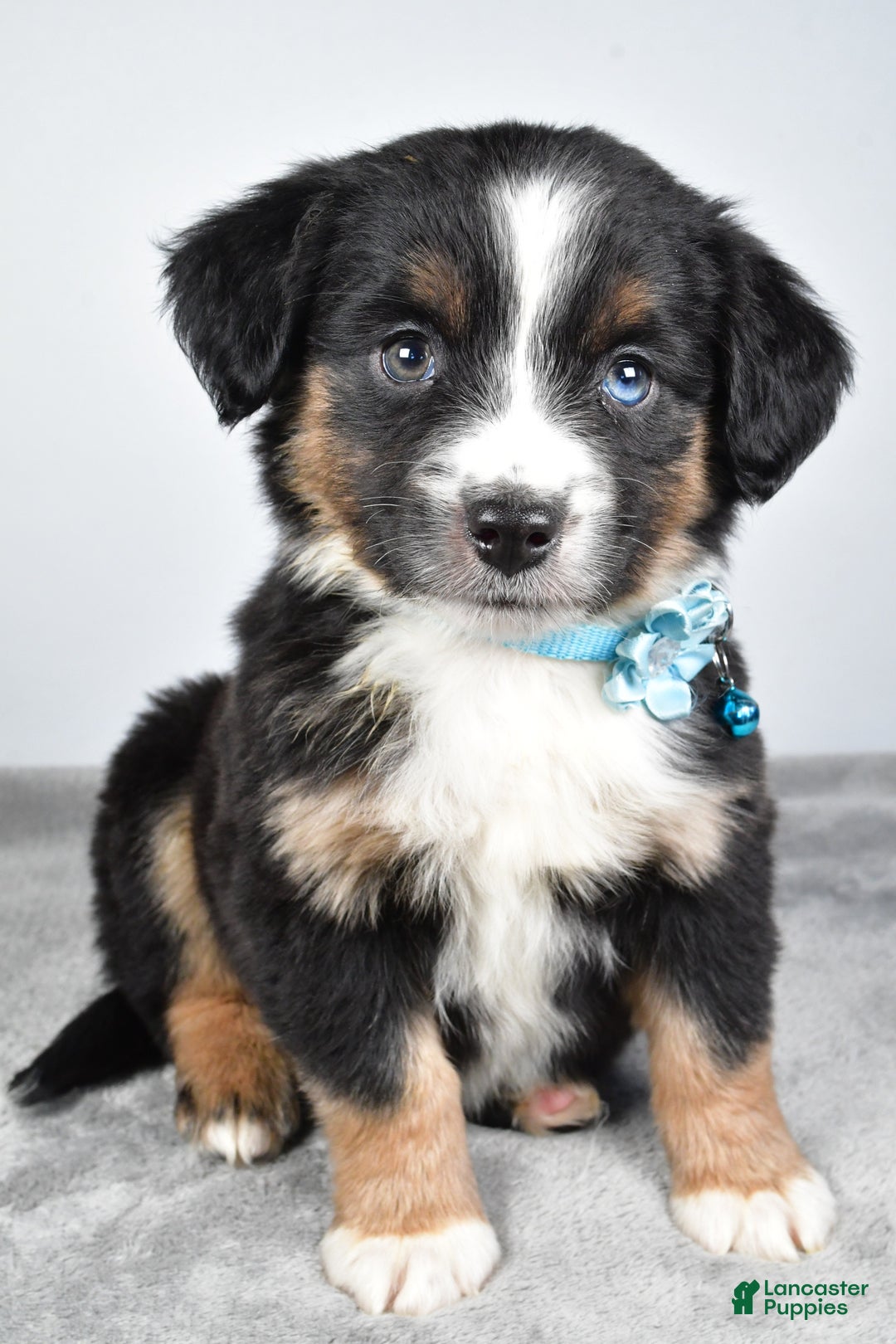 Miniature Australian Shepherd dogs for sale: Rhoda - Ad 5