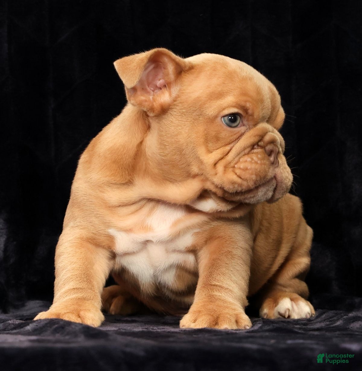 English Bulldog dogs for sale: Gus - Ad 4