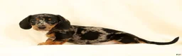 Miniature Dachshund dogs for sale: Lincoln - Ad 5