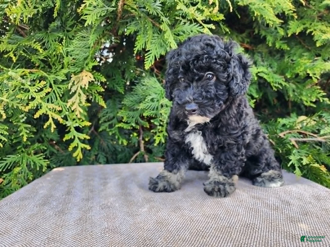 Mini Bernedoodle dogs for sale: Mia - Ad 2