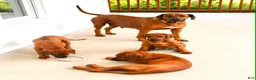 Rhodesian Ridgeback dogs for sale: Rhodesian Ridgeback -Bright  Yellow  - Ad 7