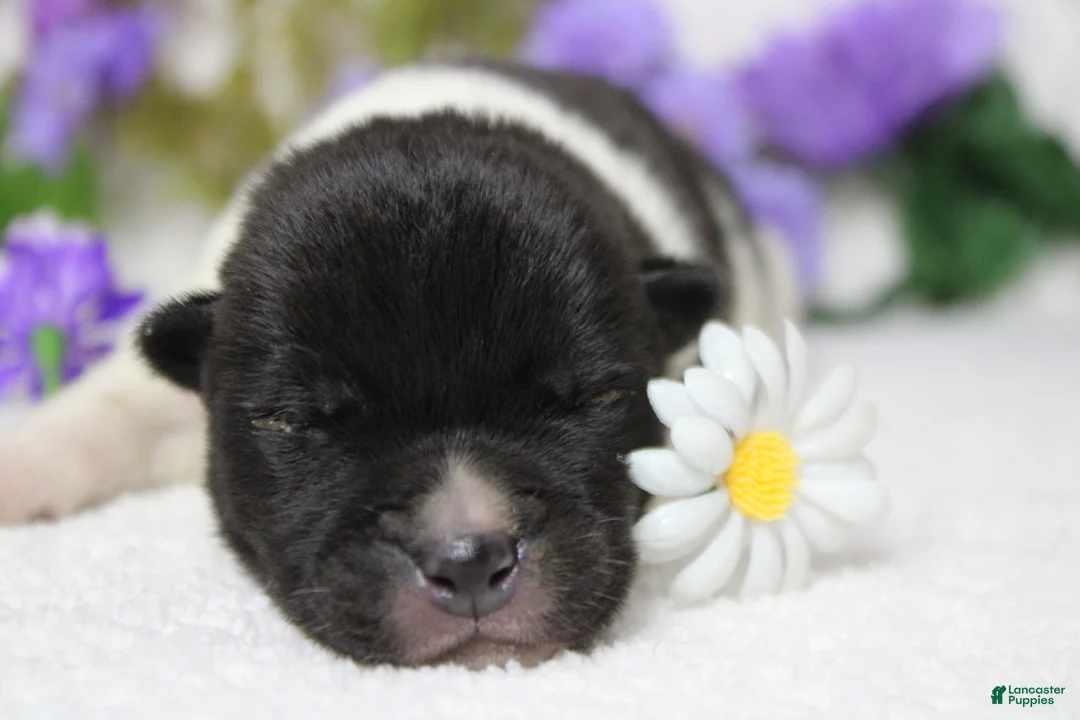 Akita dogs for sale: Fuji  - Ad 1