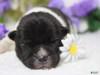 Akita dogs Fuji - Ad 1