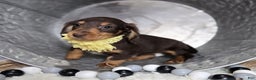 Miniature Dachshund dogs for sale: Tulip - Ad 5