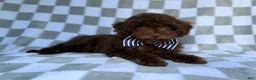 Cavapoo dogs for sale: Captain - Ad 3