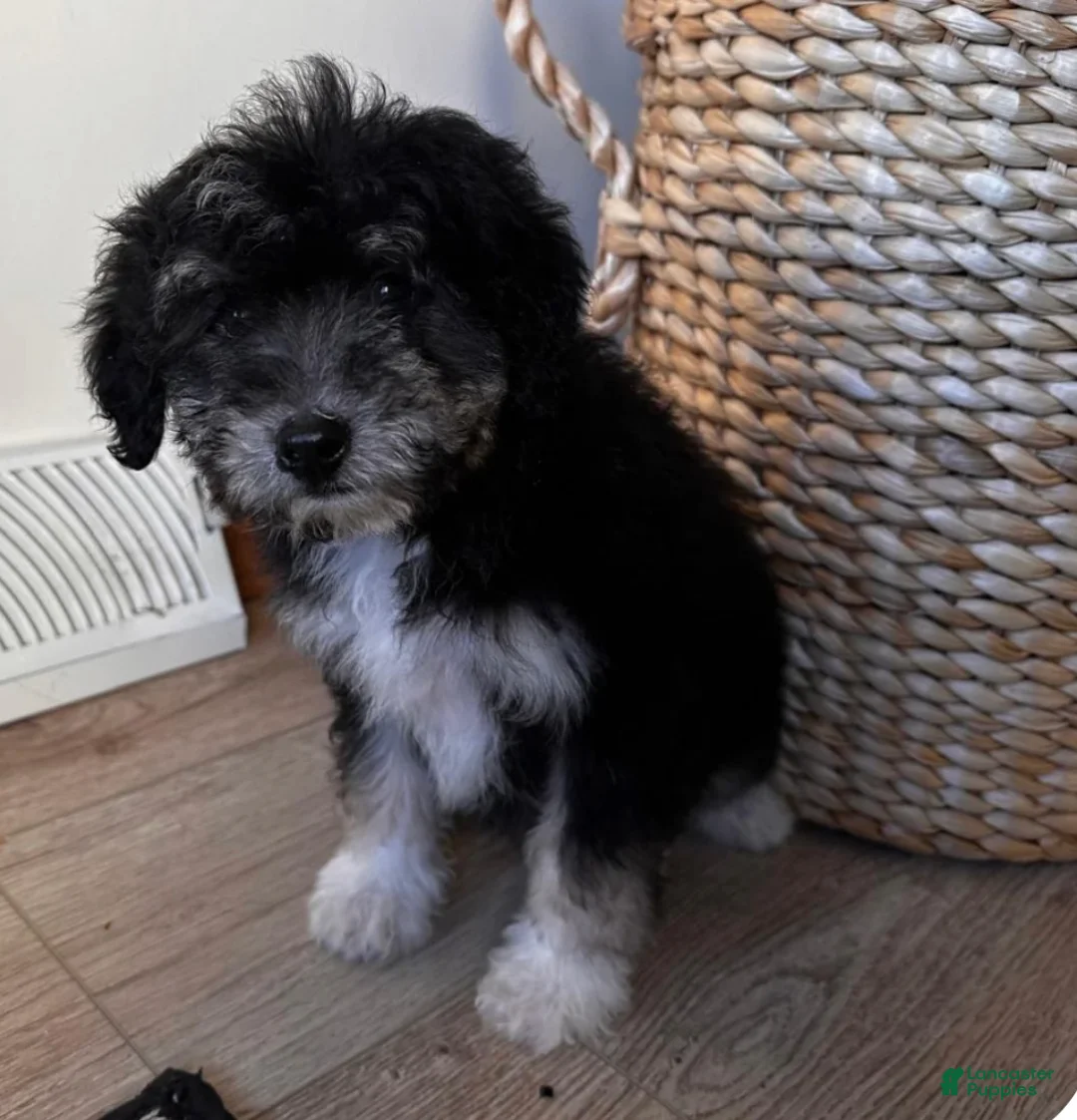 Bernedoodle dogs for sale: LEIA - Ad 3