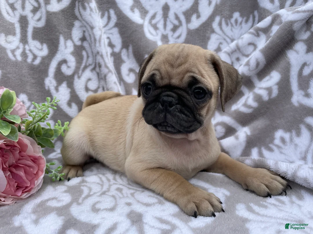 Pug dogs for sale: Roger - Ad 10