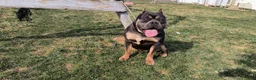 American Bully dogs for sale: American Bully Puppy 1 - Ad 1