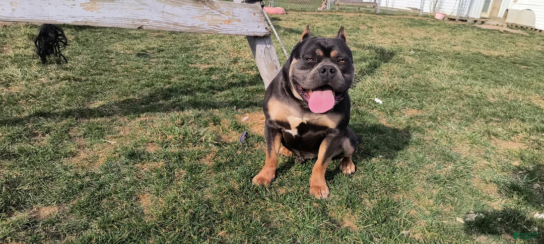 American Bully dogs for sale: American Bully Puppy 1 - Ad 1