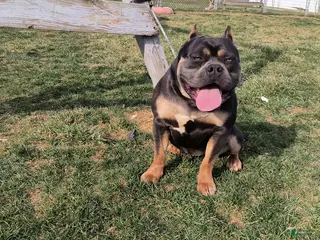 American Bully dogs for sale: American Bully Puppy 1 - Ad 4