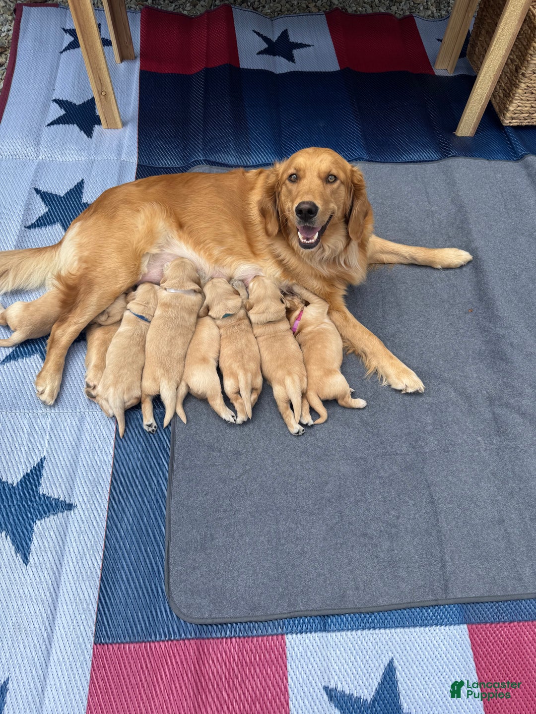 Golden Retriever dogs for sale: Naughty  - Ad 6
