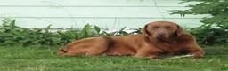 Goldador dogs for sale: Ranger - Ad 5