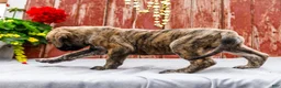 English Mastiff dogs for sale: Malcom - Ad 8