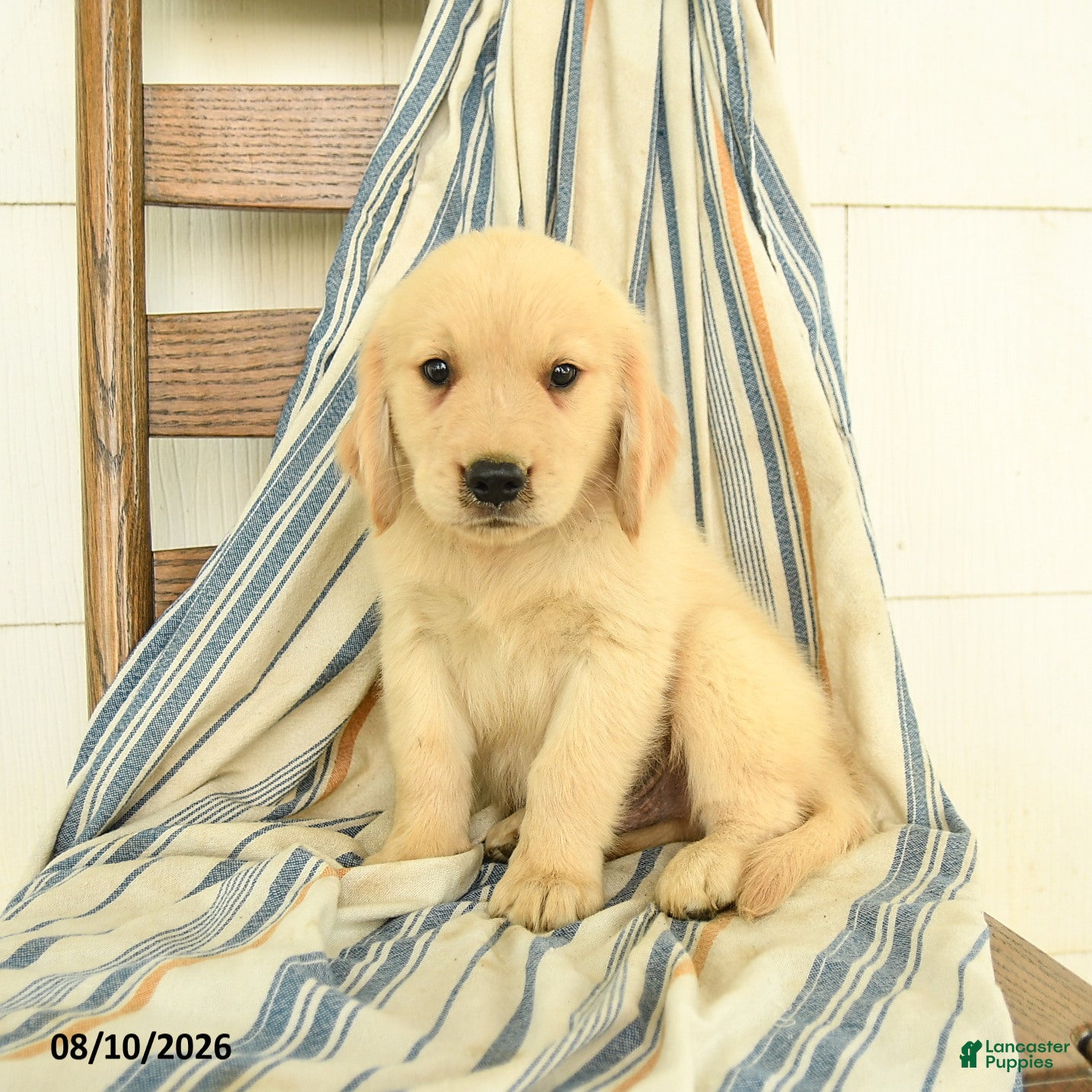 Golden Retriever dogs Jason - Ad 1