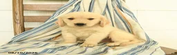 Golden Retriever dogs for sale: Jason - Ad 1