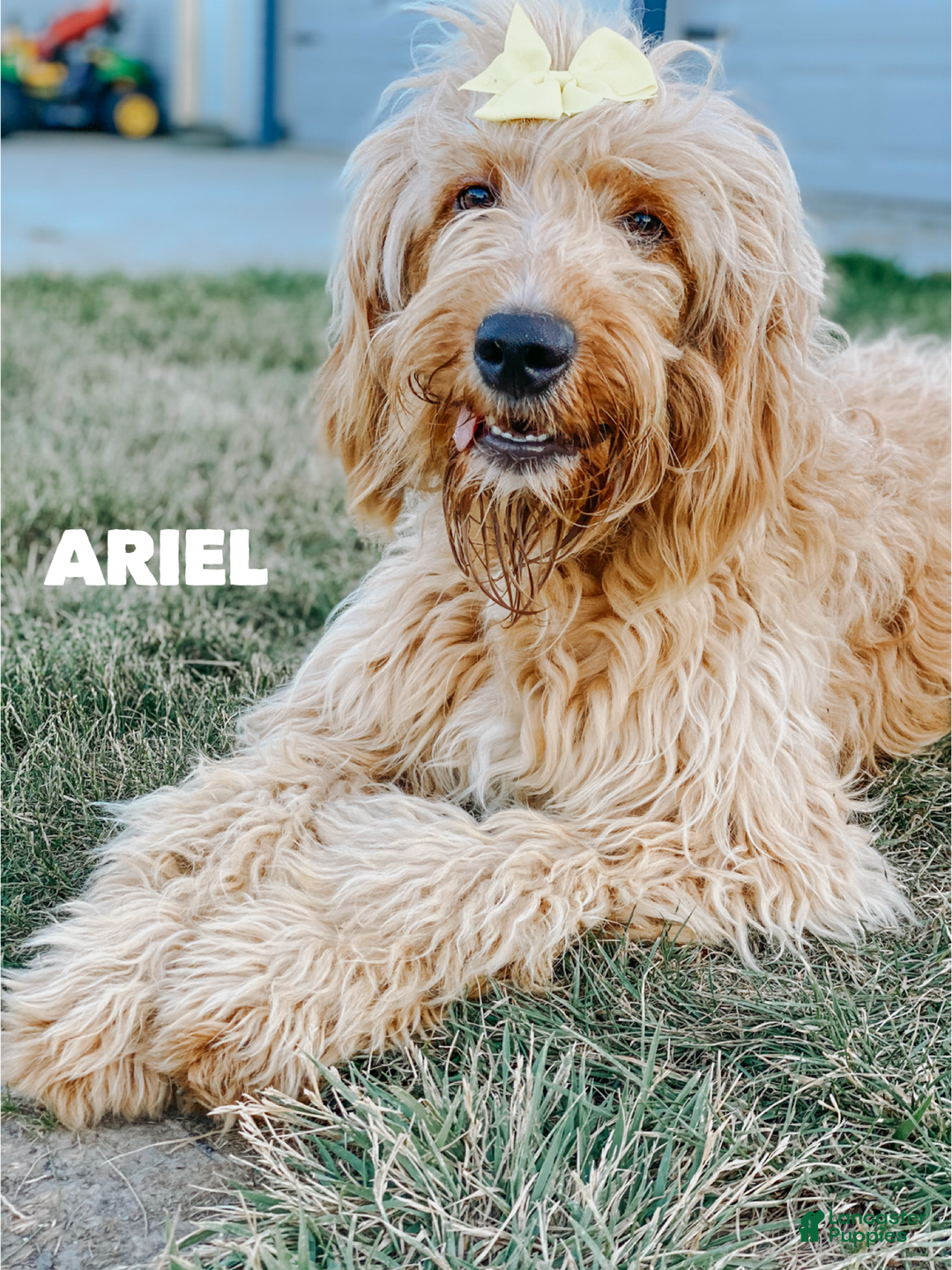 Goldendoodle dogs for sale: Anna - Ad 2