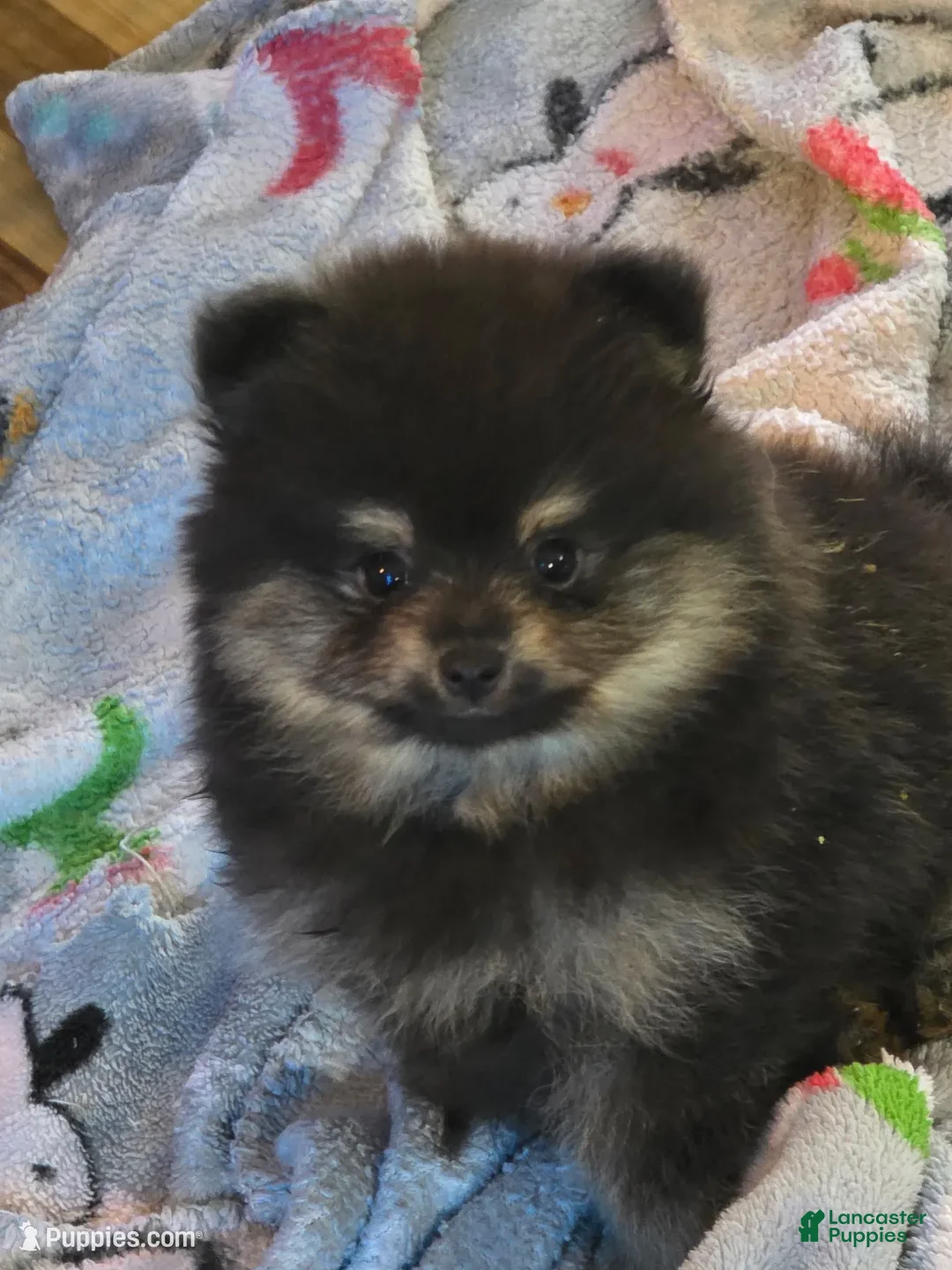 Pomeranian dogs for sale: Akc teddy  - Ad 2