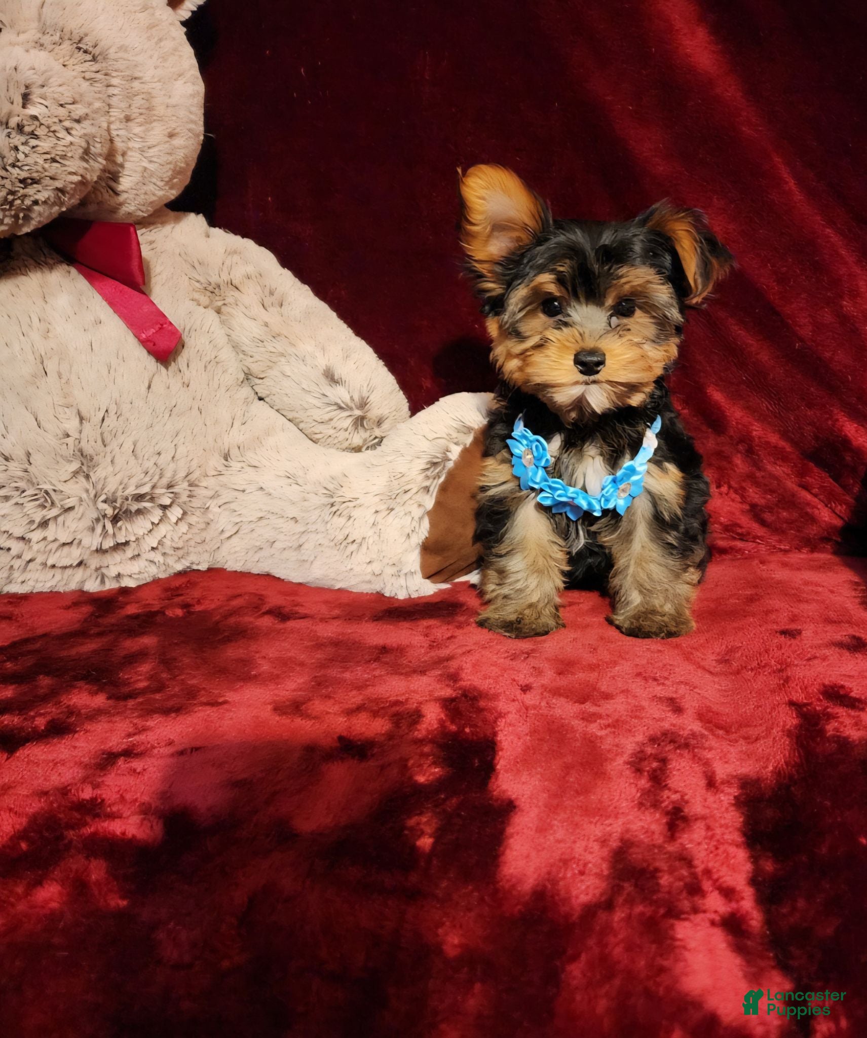 Yorkshire Terrier dogs TEDDY - Ad 20