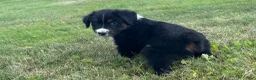 Miniature Australian Shepherd dogs for sale: Miniature Australian Shepherd Puppy 10 - Ad 4