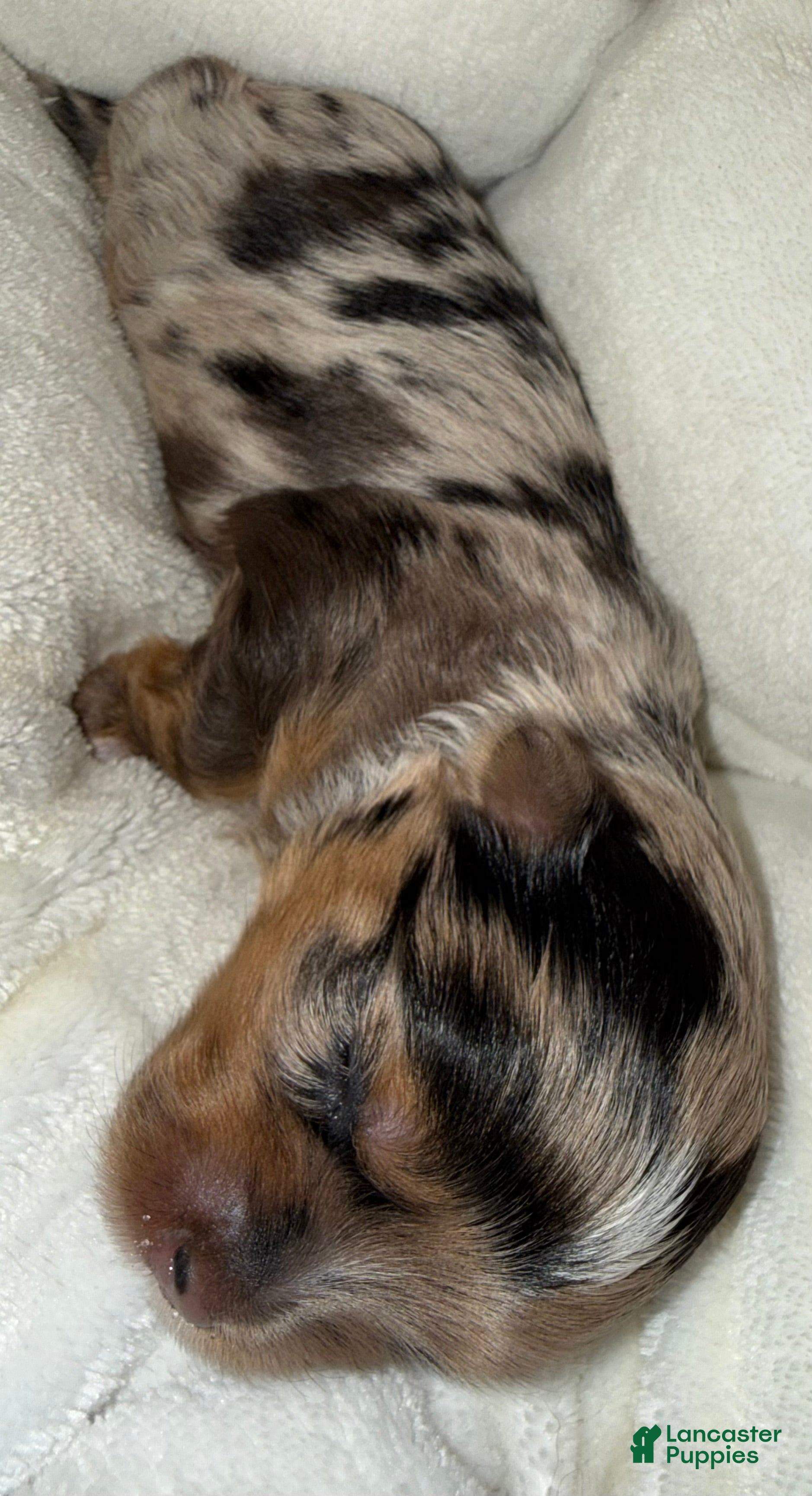 Yorkshire Terrier dogs Zuri - Ad 2