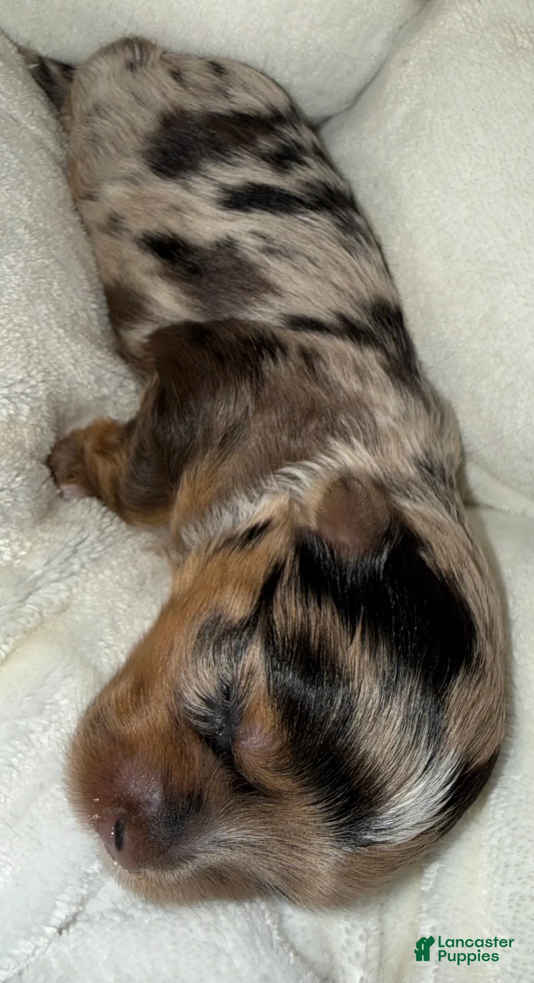 Yorkshire Terrier dogs for sale: Zuri - Ad 2
