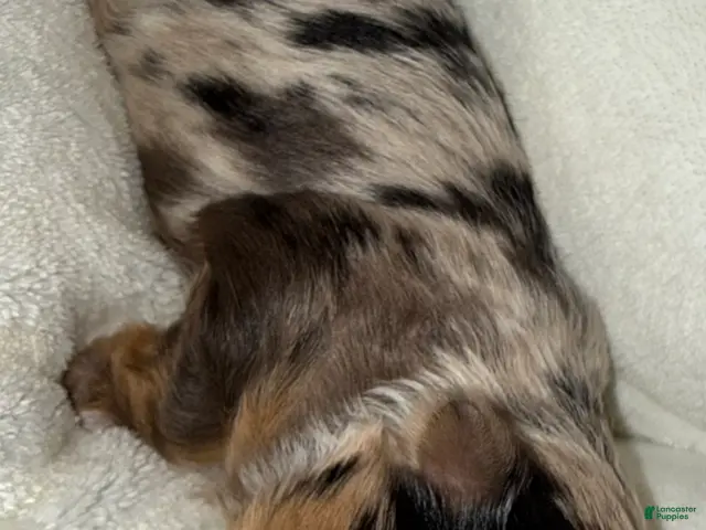 Yorkshire Terrier dogs Zuri - Ad 2