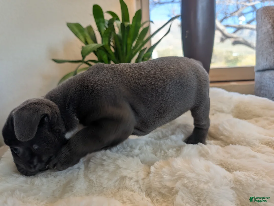 Frenchton dogs for sale: Hunter  - Ad 2