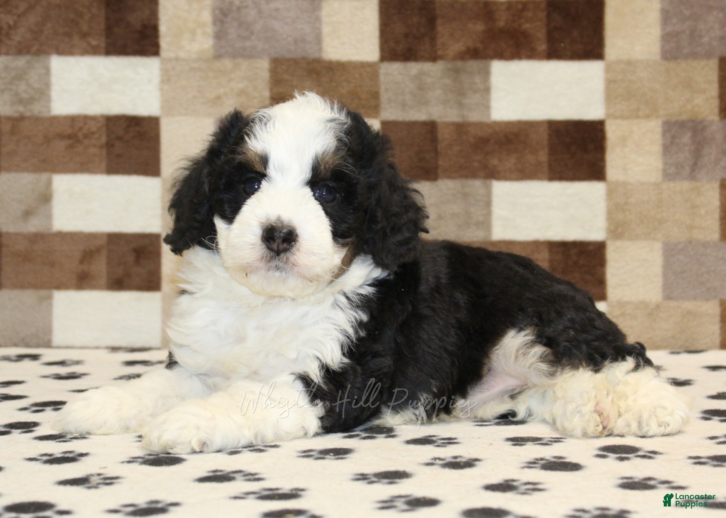 Mini Bernedoodle dogs Kelly - Ad 2
