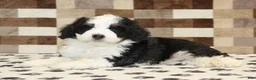 Mini Bernedoodle dogs for sale: Kelly - Ad 2