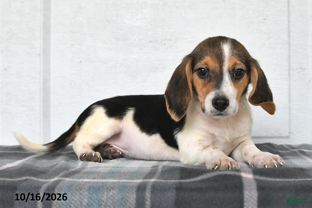 Beagle dogs for sale: Paisley - Ad 2