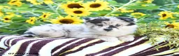 Pomsky dogs for sale: Amiyah - Ad 2