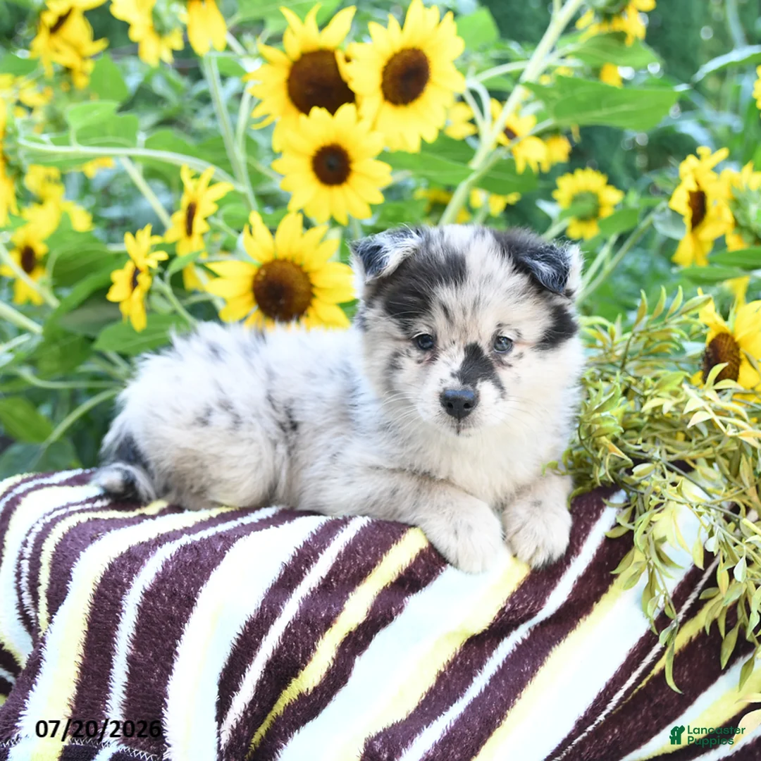 Pomsky dogs for sale: Amiyah - Ad 2