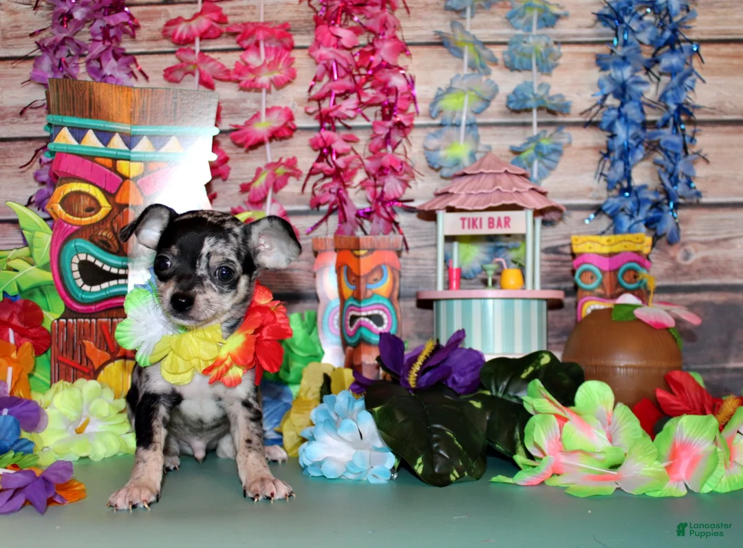 Chihuahua dogs for sale: Hawk - Ad 2