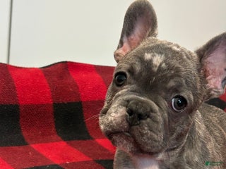 French Bulldog dogs - Ad 14