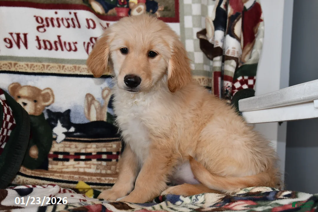 Mixed Breed dogs for sale: Ellie - Ad 5