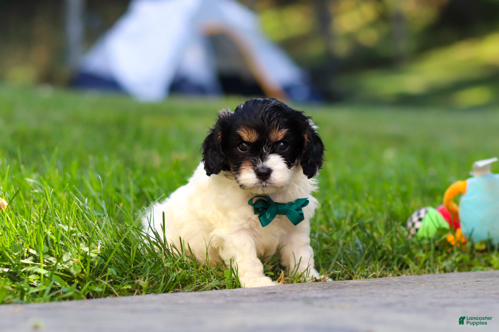 Cavapoo dogs Rubble - Ad 2